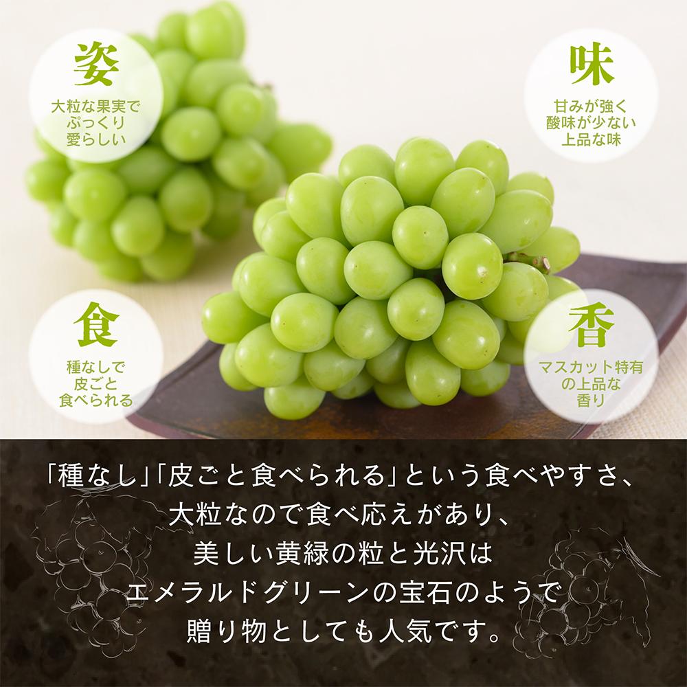 【先行予約　2025年9月上旬発送〜】岡山県産シャインマスカット 1.0kg（2〜3房）【021-a019】 1.0kg（2〜3房）