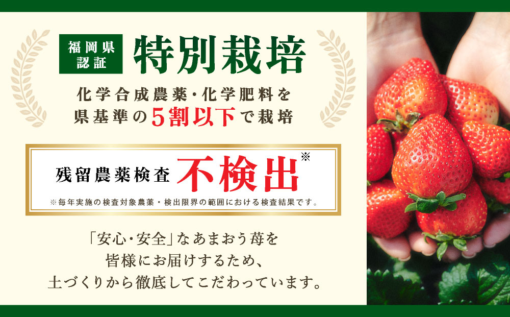 【2026年12月～2027年2月発送】うるう農園のあまおうDX 約250g～270g×4P(約1080g) あまおうDX 約250g～270g×4P(約1080g)