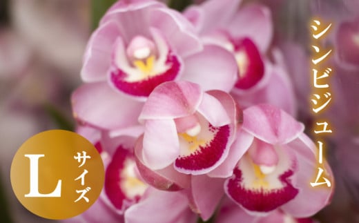 【12月から発送】シンビジューム 切り花 Lサイズ お花 花 はな フラワー ブーケ 花束 インテリア 鑑賞 洋ラン 鉢 栽培 園芸 ガーデニング 早期予約 KN013
