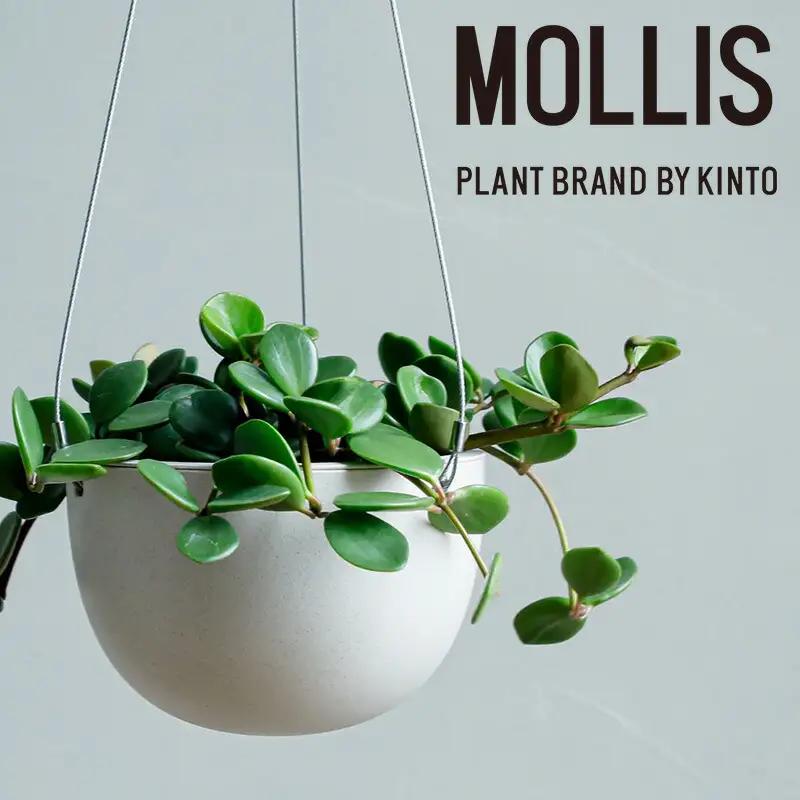 【観葉植物】MOLLIS ペペロミア ホープ 観葉植物【KINTO】