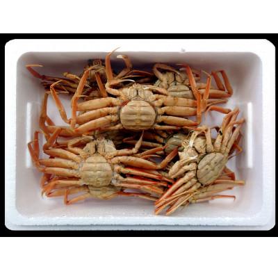 ふるさと納税 香美町 せこがに 釜茹で 冷凍 兵庫県香住産 約1.2kg(6〜10匹)【2025年11月中旬以降順次発送】 |  | 03