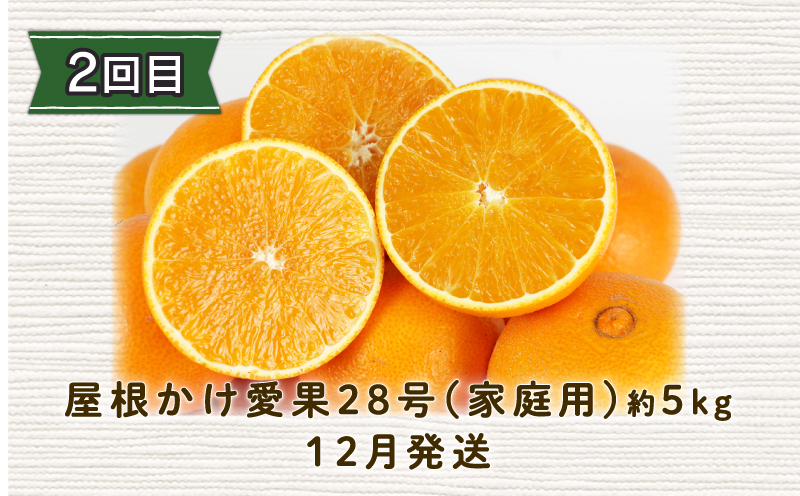 みかん定期便 全3回 早生みかん 10kg 屋根かけ 愛果28号 5kg 河内晩柑 10kg お楽しみ セット 陽だまりミカン 家庭用 柑橘定期便 蜜柑定期便 甘い 果物 フルーツ 柑橘 蜜柑 みかん