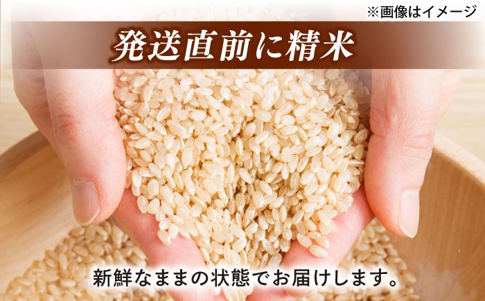 きぬむすめ 米 お米 白米 精米 ご飯 ごはん 産地直送 島根 松江 おすすめ