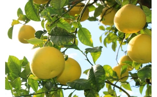 成田果樹園の土佐文旦 5kg (大玉・家庭用) 3L～5L 混合 成田果樹園 文旦5kg 3L 4L 5L 5キロ 大玉 文旦大玉 文旦4L 文旦5L 4l 5l  ぶんたん 文旦 柑橘 柑橘類 果物