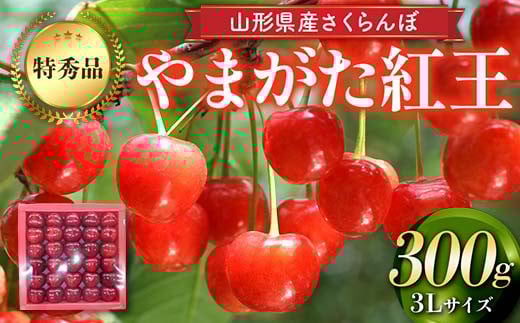 【先行予約 2025年度発送】山形県産 さくらんぼ（やまがた紅王）特秀品 3Lサイズ300g デザート フルーツ 果物 くだもの 果実 食品 山形県 FSY-2186