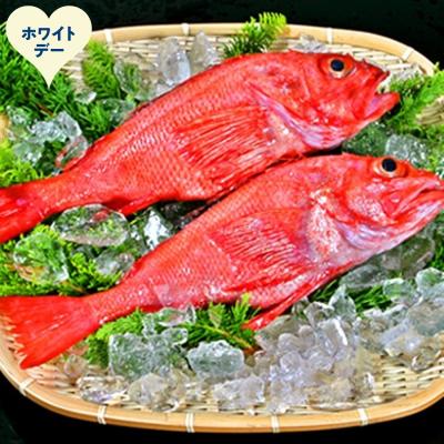 ふるさと納税 紋別市 【ホワイトデー】キンキ(600g前後2尾)