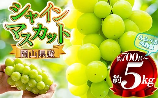 
            【選べる企画】岡山県産 シャインマスカット 訳あり 約2kg/3房～5房  約700g/1房  約5kg/7房～9房） 家庭用  /  岡山県 晴王 はれおう 人気 葡萄 2025予約 ぶどう 果物 特選 フルーツ ぶどう 先行予約  2kg 特選  2.0 2キロ 2房 3房 4房  2025年9月中旬～10月上旬 受付順に発送予定
          