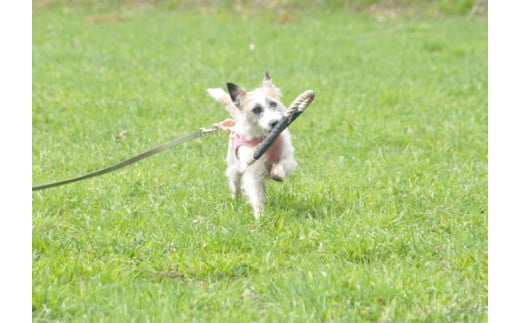 奈良県曽爾村ツーセブンのドッグラン貸切利用券 (20頭まで) /// ドッグラン チケット 貸切 貸し切り