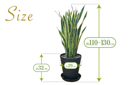 観葉植物  サンスベリア  ローレンティ 10号 ブラックセラート 鉢植え インテリア / 観葉 植物 インテリア おしゃれ プレゼント / 大村市 /琴花園[ACYK013]