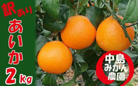【2025年12月から順次発送】 愛果28号 訳あり 2kg ｜ 紅まどんな と同品種 みかん 愛果 蜜柑 松山市産みかん 柑橘 ミカン 蜜柑 みかん 果物 オススメみかん フルーツ あいか みかん 松山 愛媛【NM022】