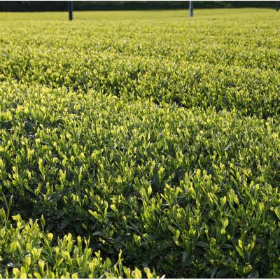 ふるさと納税 掛川市 かけがわ茶(深蒸し茶)アルミ缶24本入り |  | 03