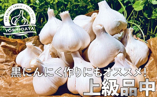 にんにくのよしだ家 青森県産 にんにく 中サイズ 800g 【2024年産】 福地ホワイト種 にんにく 青森県 にんにく 三戸町 H2912