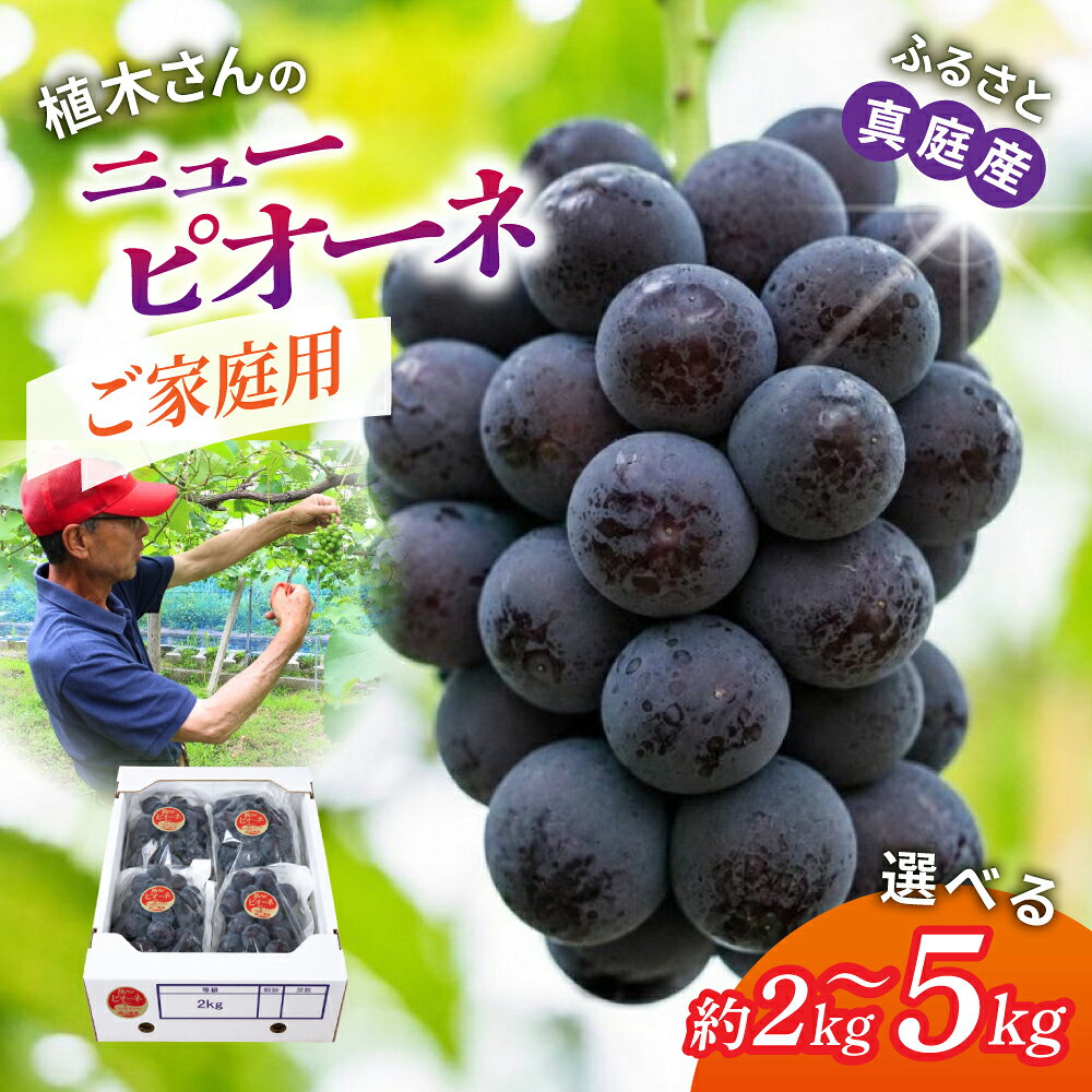 【ふるさと納税】 〈ご家庭用〉岡山県産種なしニューピオーネ 約2kg 数量限定 【期間限定 9月～10月末頃より順次発送】 ｜ ピオーネ 果物 フルーツ くだもの 先行予約 ブドウ 葡萄 ぶどう フルーツ 新着 人気 岡山県産ピオーネ 産地直送 数量限定 食品 ぶどう
