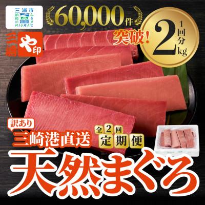 ふるさと納税 三浦市 【毎月定期便】老舗三崎まぐろ問屋から直送!天然マグロ赤身2kgをお届け全2回