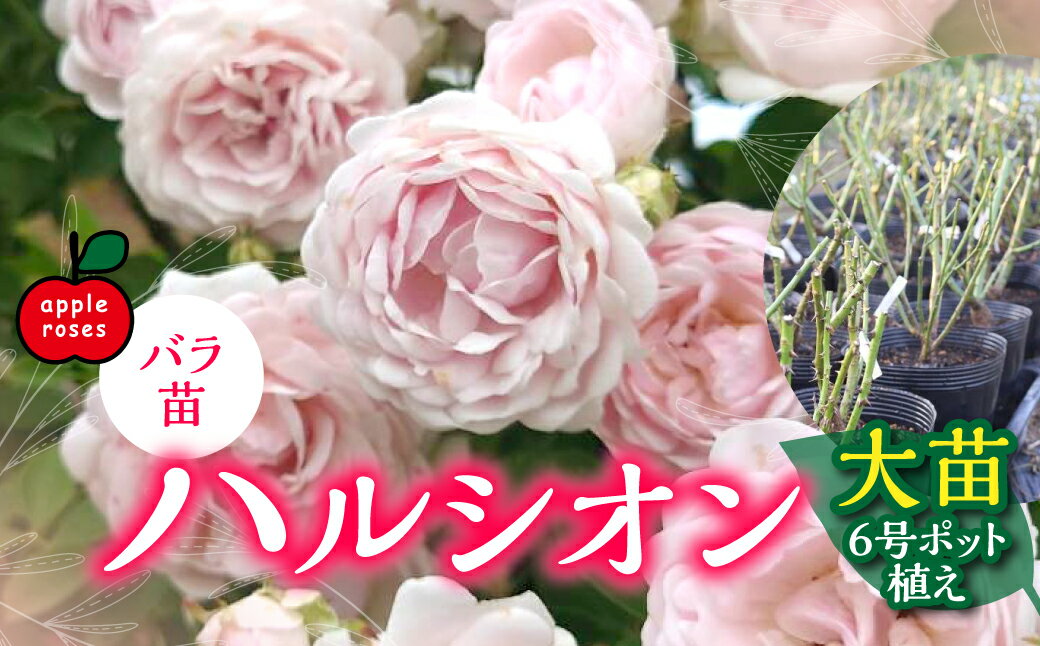 【ふるさと納税】【Apple Roses】バラ苗『ハルシオン』大苗6号ポット植え 　お届け：2025年12月上旬〜2026年6月中旬まで HNNH006