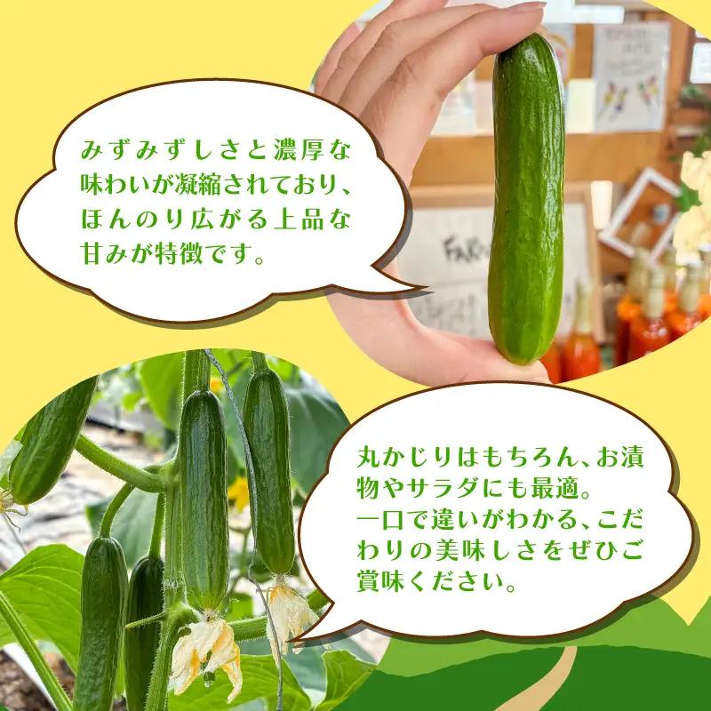 ミニ きゅうり 2kg | 先行予約 きゅうり キュウリ 胡瓜 ミニきゅうり 新鮮 朝収穫 朝採れ 産地直送 野菜 詰合せ 夏野菜 野菜 キュウリ やさい 採れたて 季節 食材 旬 栽培 農家直送 農