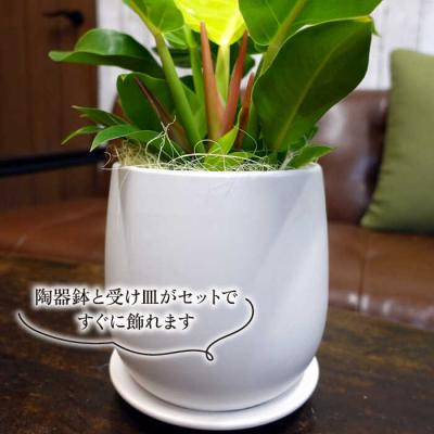 ふるさと納税 糸島市 鮮やかなイエローグリーン『フィロデンドロン・インペリアルゴールド』cocoha[AWB031] |  | 02