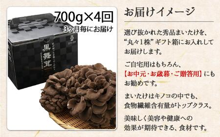 【定期便 全4回】 新潟県 南魚沼産 厳選 国産 黒 高級 舞茸 まいたけ 産地直送 700g 大平きのこ研究所