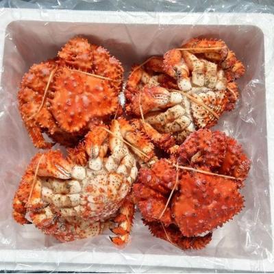 ふるさと納税 根室市 ＜12/21まで年内配送＞★花咲ガニ350g×8尾 C-57048 |  | 01