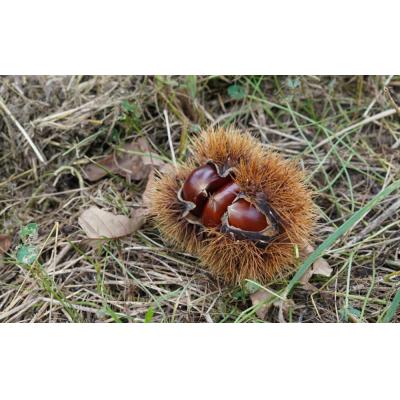 ふるさと納税 京都市 【SHUKA/種菓】SHUKA丹波栗 |  | 02