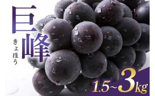
            【 2025年 先行予約 】 巨峰 1.5kg 2kg 3kg ( 種あり ) 石田ぶどう園 4房 ～ 6房 5房 ～ 8房 6房 ～ 12房 ぶどう ブドウ 国産 果物 くだもの 葡萄 フルーツ 2キロ 9月 10月 発送 秋 旬 品種 茨城県産 産地直送 産直 農家直送 冷蔵 茨城県 石岡市 (A02-sku-002)
          