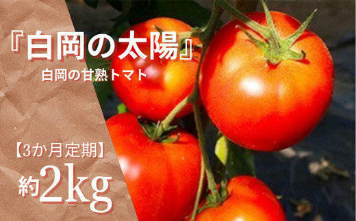 
                  【3か月定期便】甘熟トマト『白岡の太陽』約2kg×3か月　【11246-0124】
                