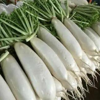 有機肥料 で 育てた キャベツ と 大根 セット M002-003 野菜 三浦野菜