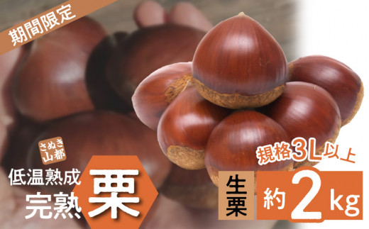 【数量限定】さぬき山都の低温熟成完熟栗(生栗)3Lサイズ  約2kg