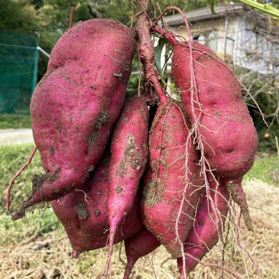 おいもバウム(大)【1678490】