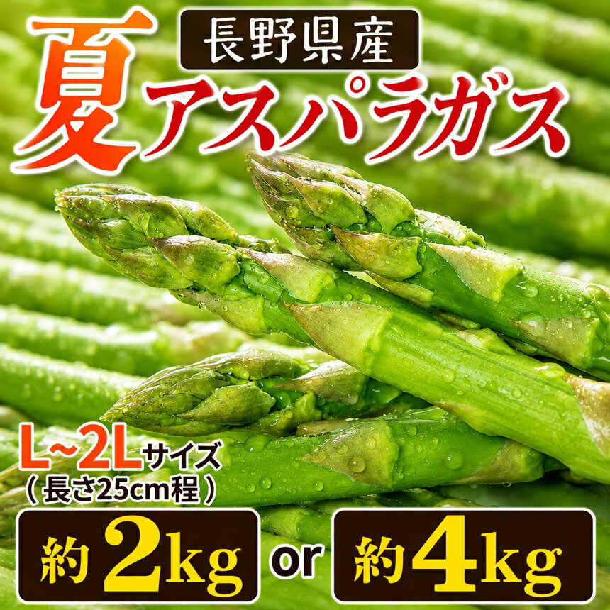 【ふるさと納税】【先行予約】夏 アスパラガス 約2kg、4kg 選べます！ 農家直送 ハウス栽培（路地栽培あり）（秋元夏姫さん）｜野菜 やさい ヤサイ 根物 ねもの ネモノ アスパラ あすぱら アスパラガス あすぱらがす 夏 旬 出荷 長野県 木島平村 ハウス 栽培 農家 直送