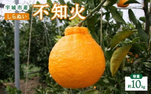 先行予約 不知火 10kg 【2026年2月上旬から4月下旬発送予定】 ひかる農園 しらぬい 柑橘類 みかん 宇城市産 熊本県産 九州産 国産