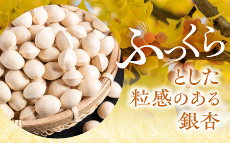 銀杏 700g｜銀杏