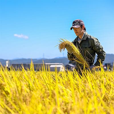 ふるさと納税 十日町市 【毎月定期便】魚沼産コシヒカリ「イネノハ」精米(5kg×3個)×6回【合計90kg】全6回 |  | 01