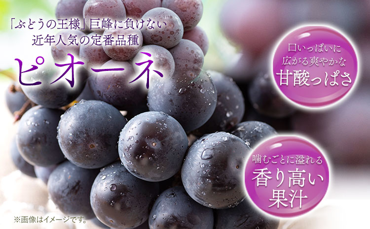 たねなし ピオーネ 約2kg 厳選館 《2025年8月下旬-10月中旬頃出荷予定》 和歌山県 日高町 フルーツ ぶどう ピオーネ たねなし 2kg 和歌山県産 ブドウ くだもの 果物