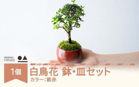 【鉢皿色・鉄赤】 白鳥花 ハクチョウゲ 0.35kg 盆栽 植物 石木花 sw-bohkx380 ※沖縄・離島への配送不可