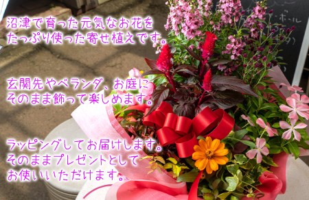 花苗 寄せ植え 季節の花 ギフト 8-9点 ガーデニング 花苗