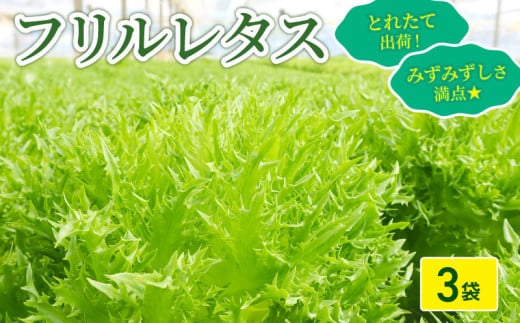フリルレタス 3袋 セット 新鮮レタス フレッシュ レタス サラダ 野菜 やさい こだわり 産地直送 土壌栽培 新鮮 とれたて 採れたて 冷蔵 低カロリー ヘルシー レタスボウル 副菜 常備菜 緑黄色野菜 健康 弁当 食卓 付け合わせ ダイエット ベジタブル ヴィーガン 千葉県 旭市 Farm Fujinaga ffn001