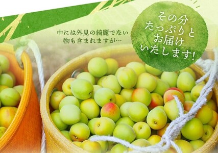 訳あり 梅 梅酒 梅干 青梅 梅ジュース 梅干し 三重県産 / M-3Lのサイズおまかせ！ 訳あり ご家庭用 南高梅 青梅 5kg【2025年6月初旬から6月中旬までに順次発送】【ymu002】