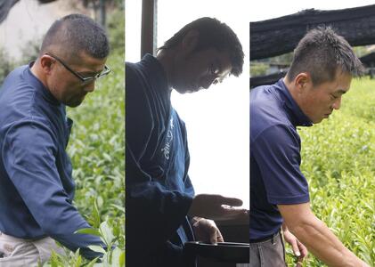 大臣賞茶農家のお茶×大臣賞茶師【極上ティーバッグ】お茶 煎茶 緑茶 玉露 ティーバッグ
