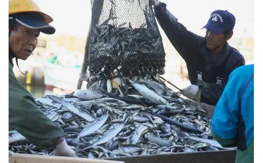 OM-04　獲れたて鮮魚 サワラ約２kg（１匹）