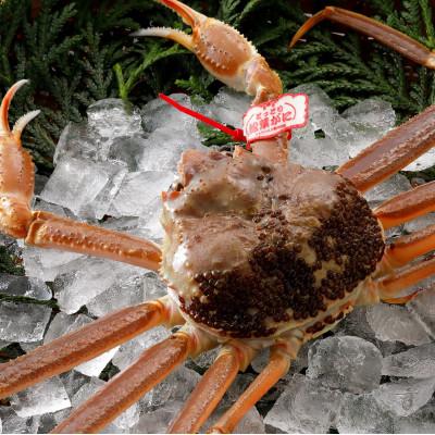 ふるさと納税 北栄町 【活】 《タグ付き》厳選松葉がに 特大1杯(800g以上×1杯)　2025年11月発送