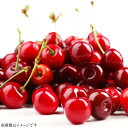【ふるさと納税】【期間限定発送】 さくらんぼ 置賜産 紅王 特秀 3L 以上 100g 3p 計300g [tk06ays870020 山形県 高畠町 JA山形おきたま] サクランボ チェリー 山形 果物 フルーツ くだもの