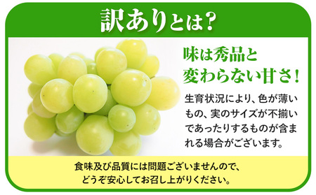 【先行予約】岡山県産 訳あり つる付き シャインマスカット 2房 (530g以上) 有限会社ホーティカルチャー神島《9月上旬-10月中旬頃出荷》岡山県 浅口市 マスカット ぶどう 葡萄 果物【配送不可