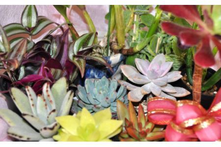 人気植物10種バラエティセット(B899-1）