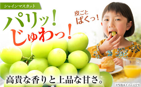 【ぶどう2種セット】シャインマスカット＆ブラックビート計1.3kg[EAF007]ぶどう