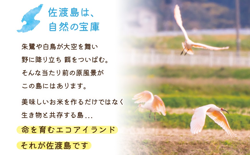 【令和8年産新米 12ヶ月】佐渡島産コシヒカリ 玄米 5kg 特別栽培米
