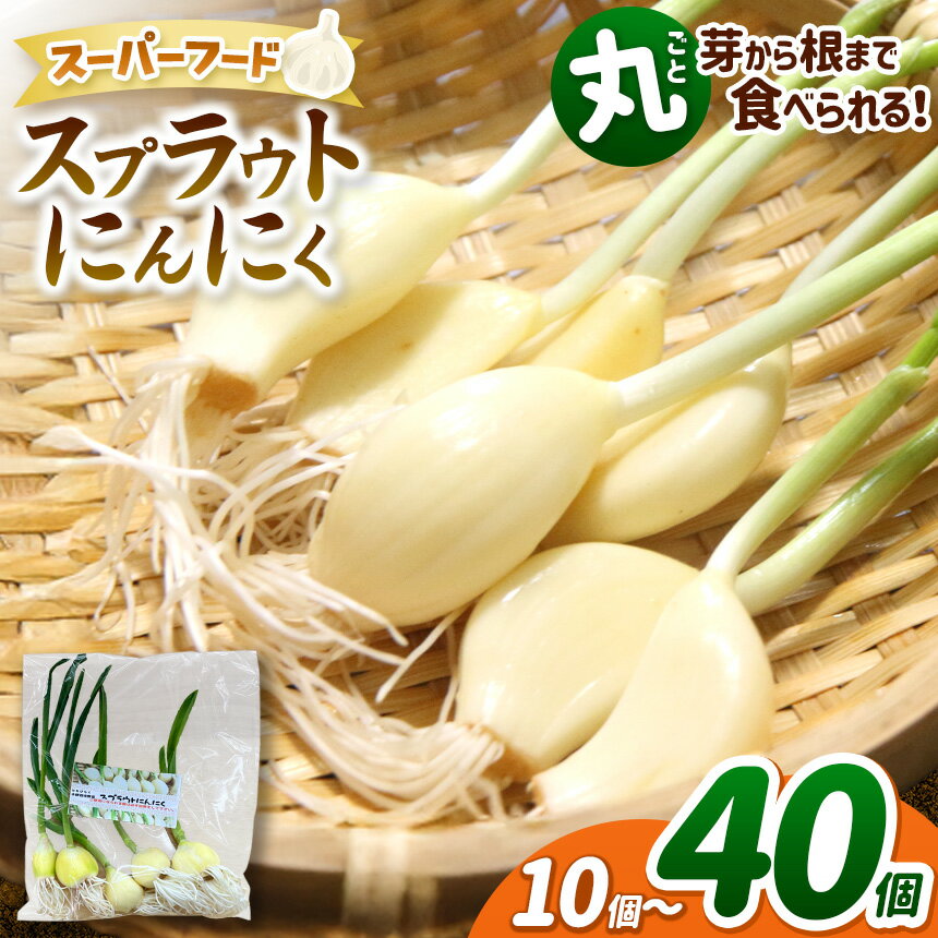 【 ふるさと納税 】【選べる】無農薬 水耕栽培 スプラウトにんにく 各（1袋5個入り）【2袋10個セット】 or 【4袋20個セット】 or 【8袋40個セット）｜ふるさと納税 長野県 松本市 農薬不使用 水耕 野菜 にんにく ニンニク 健康 選べる