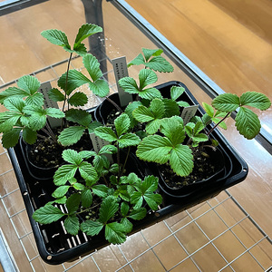 ワイルドストロベリー（四季なりイチゴ）（B1047-1）