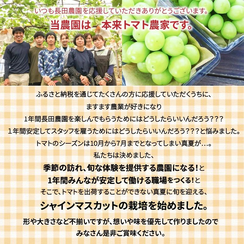 特大房！ みなさんの応援から大きく実った特大シャインマスカット約800ｇ以上（1房）【数量限定】 フルーツ H004-152