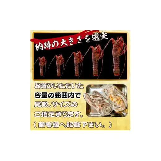 【 伊勢海老 】 天然伊勢海老 2kg以上